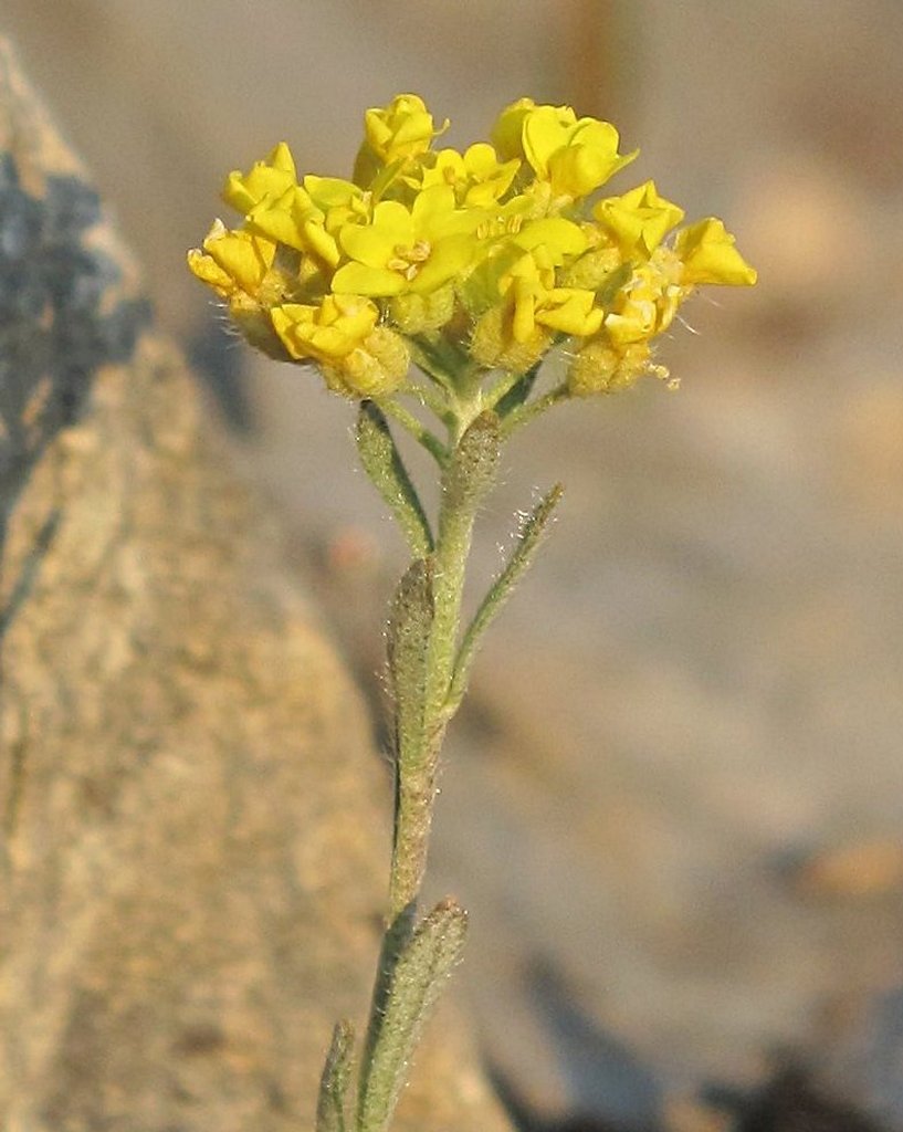 Alyssum montanum